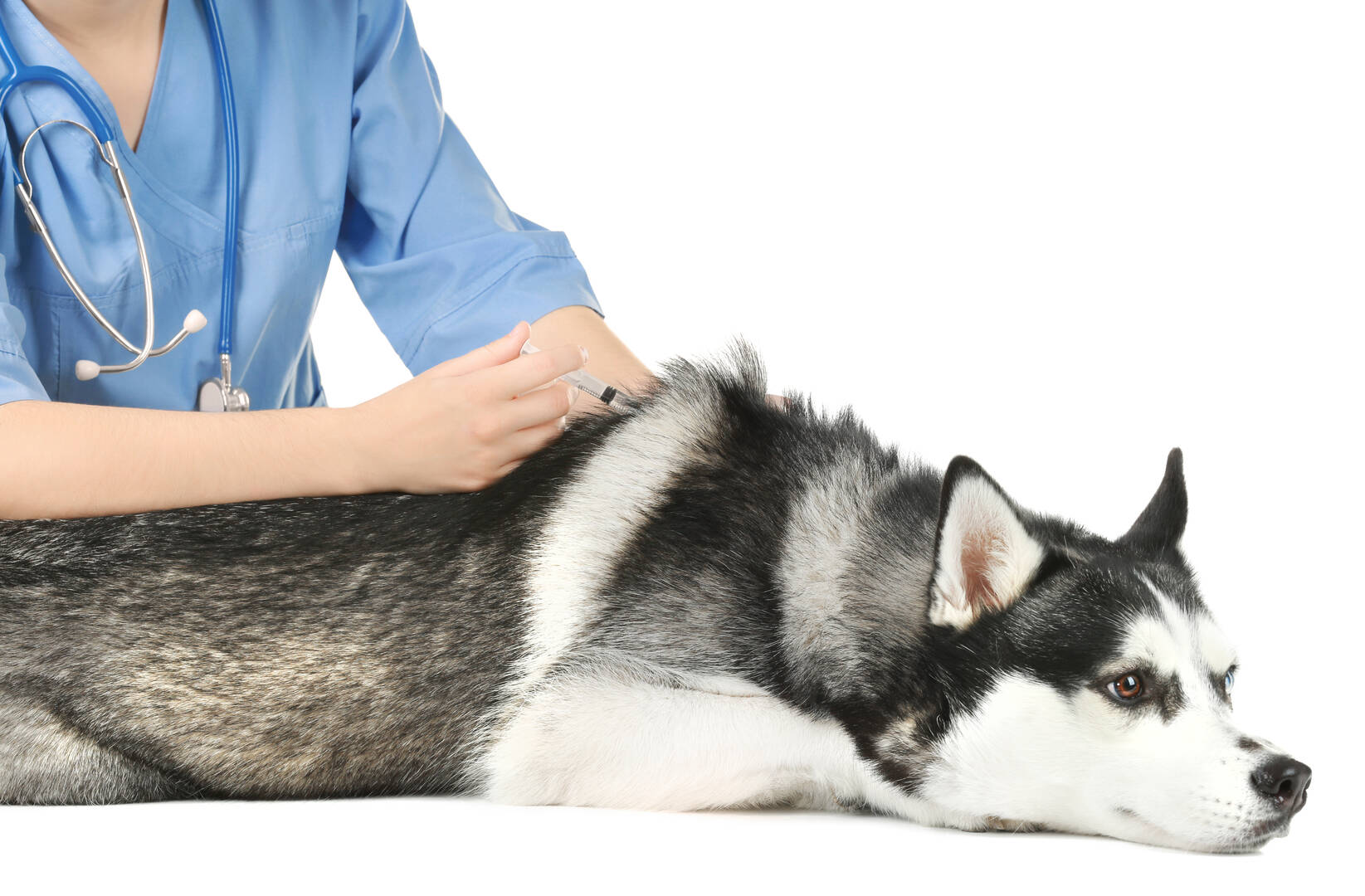 River West Animal Hospital