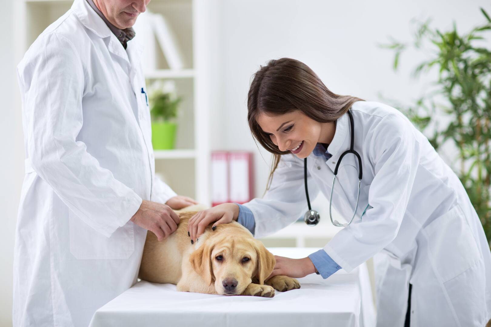 All Creatures Animal Care Center